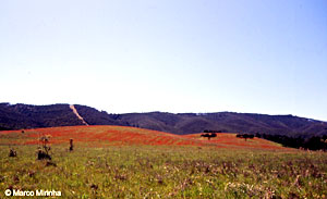 Serra d'Ossa